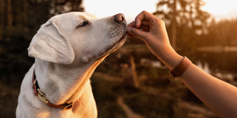 A dog being given a dog treat outside; Here's how to shop for the best dog treats including brands like Purina, Rachel Ray, Castor & Pollux and more.