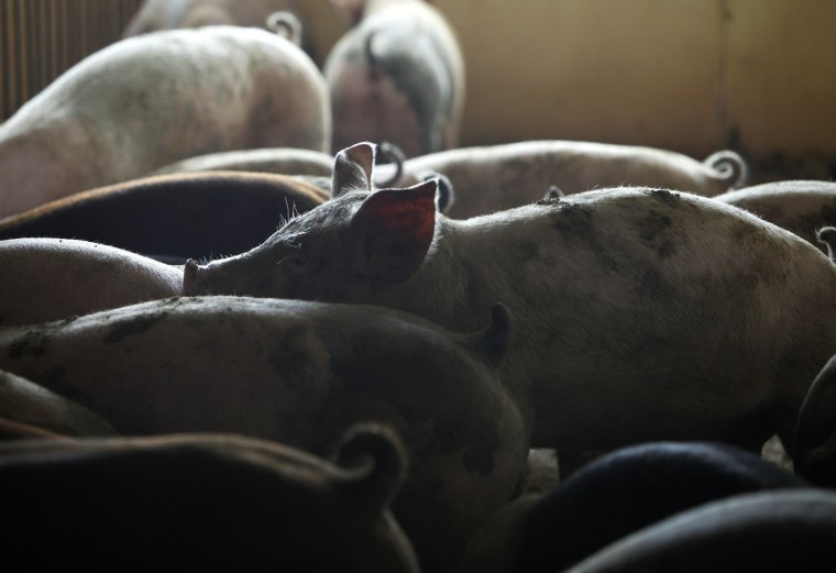 Hogs stand in a pen on the Francis Gilmore farm near Perry, Iowa, on April 28, 2009, near Perry, Iowa.