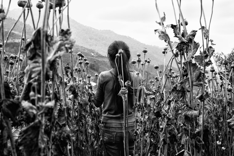 A young girl harvests poppy in the mountains of Guerrero, Mexico, in 2018. She doesn't go to school. She works taking opium from the poppy to help her family.