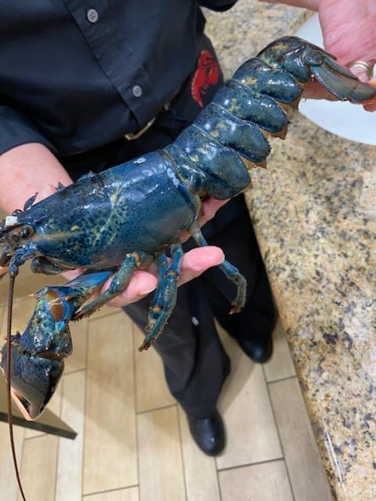 A rare blue lobster discovered by an employee at a Red Lobster restaurant in Cuyahoga Falls, Ohio, was adopted by the Akron Zoo.