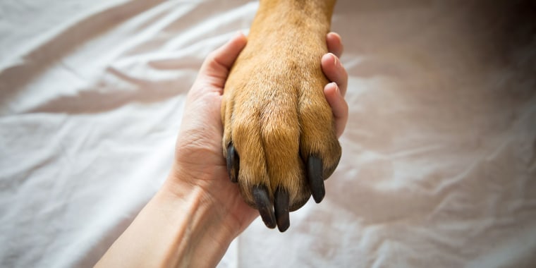 Close-Up Of Hand Holding Dog On Bed