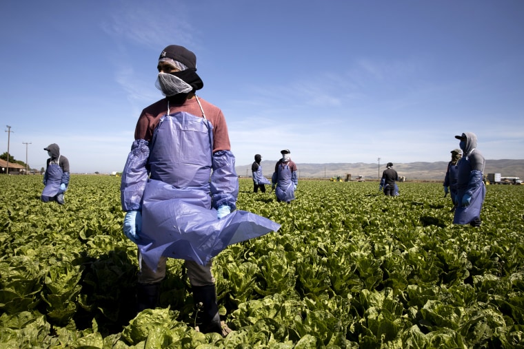 Image: Farm workers from Fresh Harvest wear protective gear and social distance in Greenfield, Calif., on APril 27, 2020.