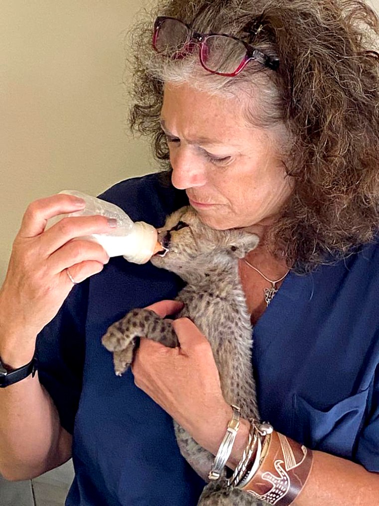 Image: Laurie Marker, founder of the Cheetah Conservation Fund, feeds a cheetah rescued by the organization.  