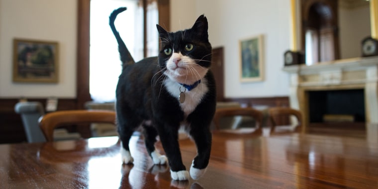 Image: Chief Mouser at Foreign Office