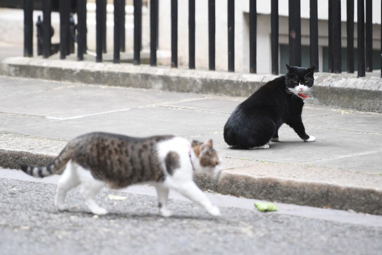 General Election 2017 aftermath