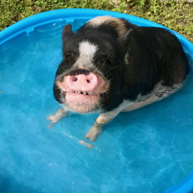 A pig takes a dip in a kiddie pool.