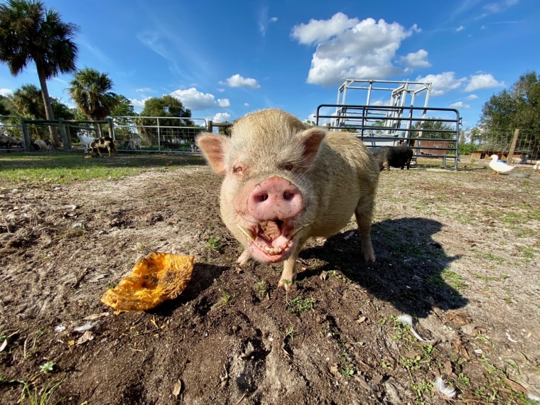 A pig enjoys eating pumpkin.
