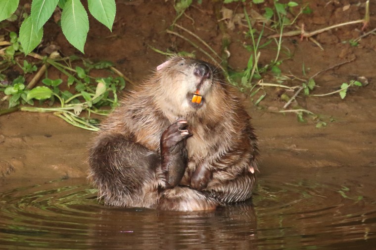 Image: Britain wild beavers
