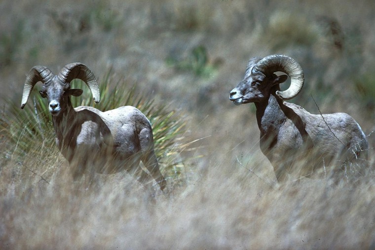 Bighorn sheep in Texas in 2010.