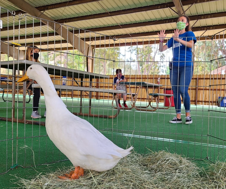 A duck joins children in a socially distanced class.