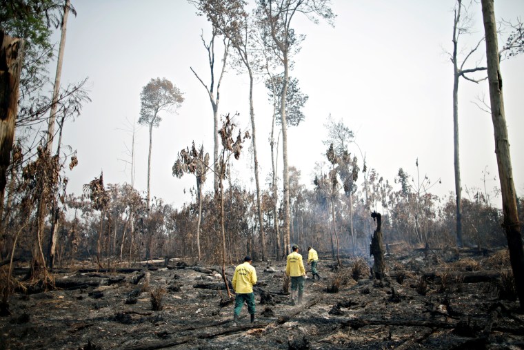 Image: IBAMA fire brigade members walk in a burned area as they try to control hot points in a tract of the Amazon jungle near Apui