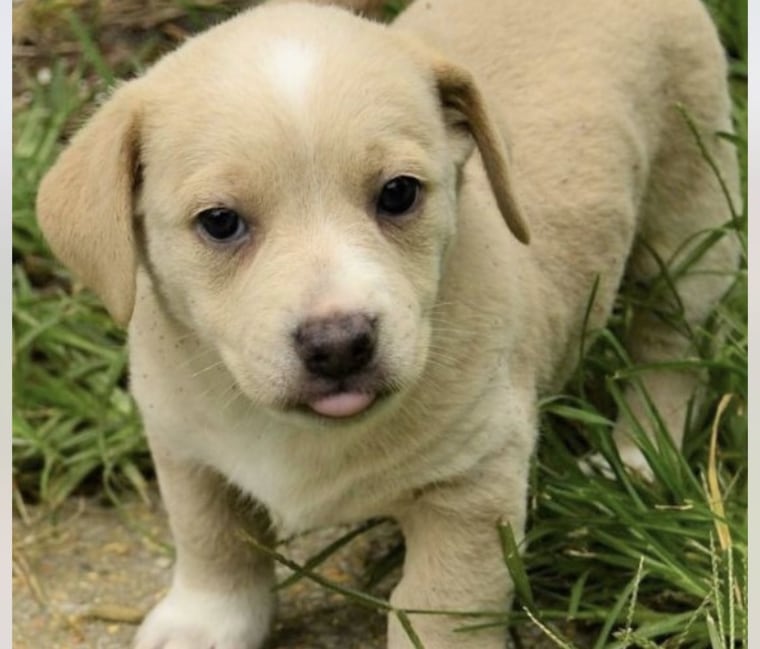 Who could resist this puppy's sweet face?
