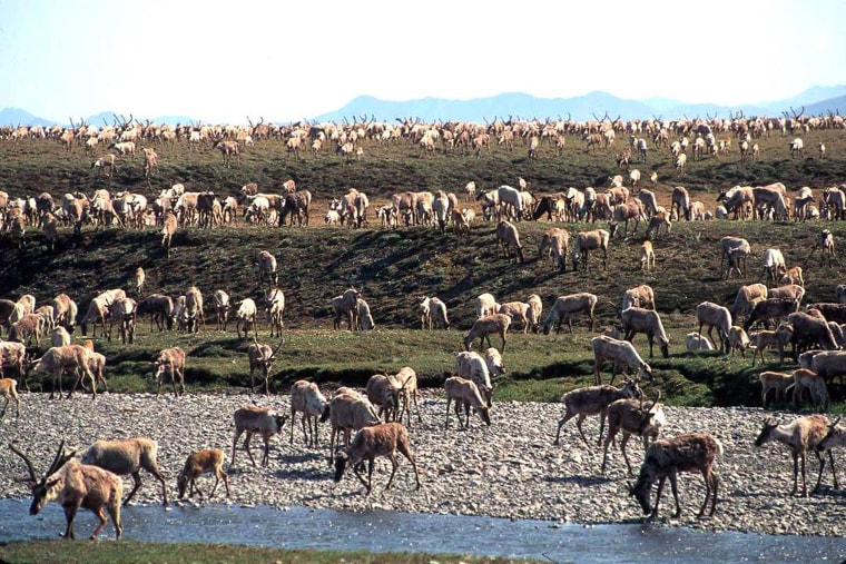 Caribou from the Porcupine Caribou Herd migrate onto the coastal plain of the Arctic National Wildlife Refuge in northeast Alaska in this undated photograph.