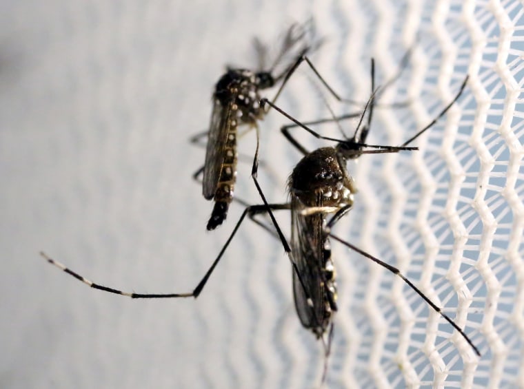 Image: Aedes aegypti mosquitoes are seen inside Oxitec laboratory in Campinas, Brazil