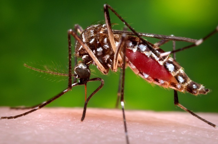 Image: Aedes aegypti mosquito