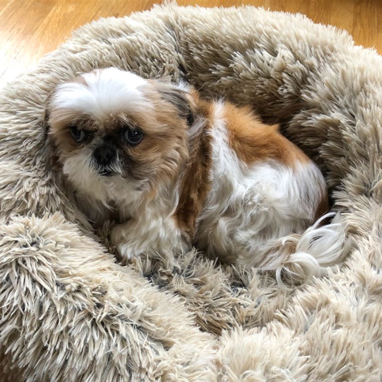 Fluffy small dog lying in tan fluffy dog bed