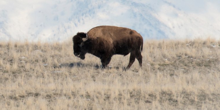 Bison