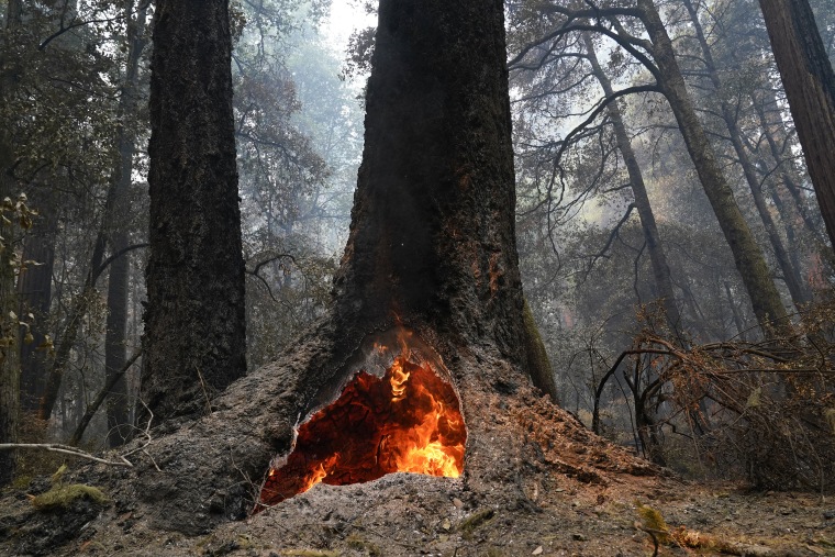 Image: Big Basin Redwoods