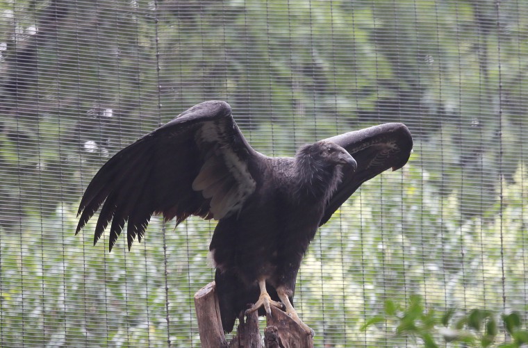 A California condor, born in captivity, at the Chapultepec zoo in Mexico City in 2017.