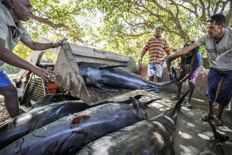 Image: Carcasses of Melon-headed whales (Peponocephala electra) also known as Electra dolphins are loaded into a truck after washing up in Grand Sable, Mauritius