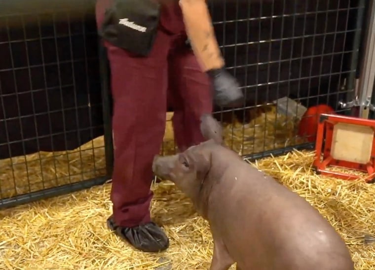 Gertrude the pig implanted with a Neuralink device during a presentation on Friday.