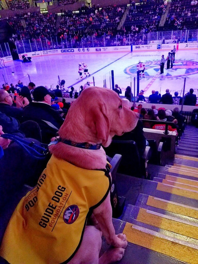 Radar watches a New York Islanders game.