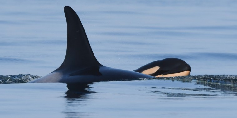 Orca mom Tahlequah welcomed a new calf after mourning her her loss two years ago.