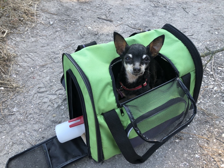 Kismet travels in a green dog carrier.