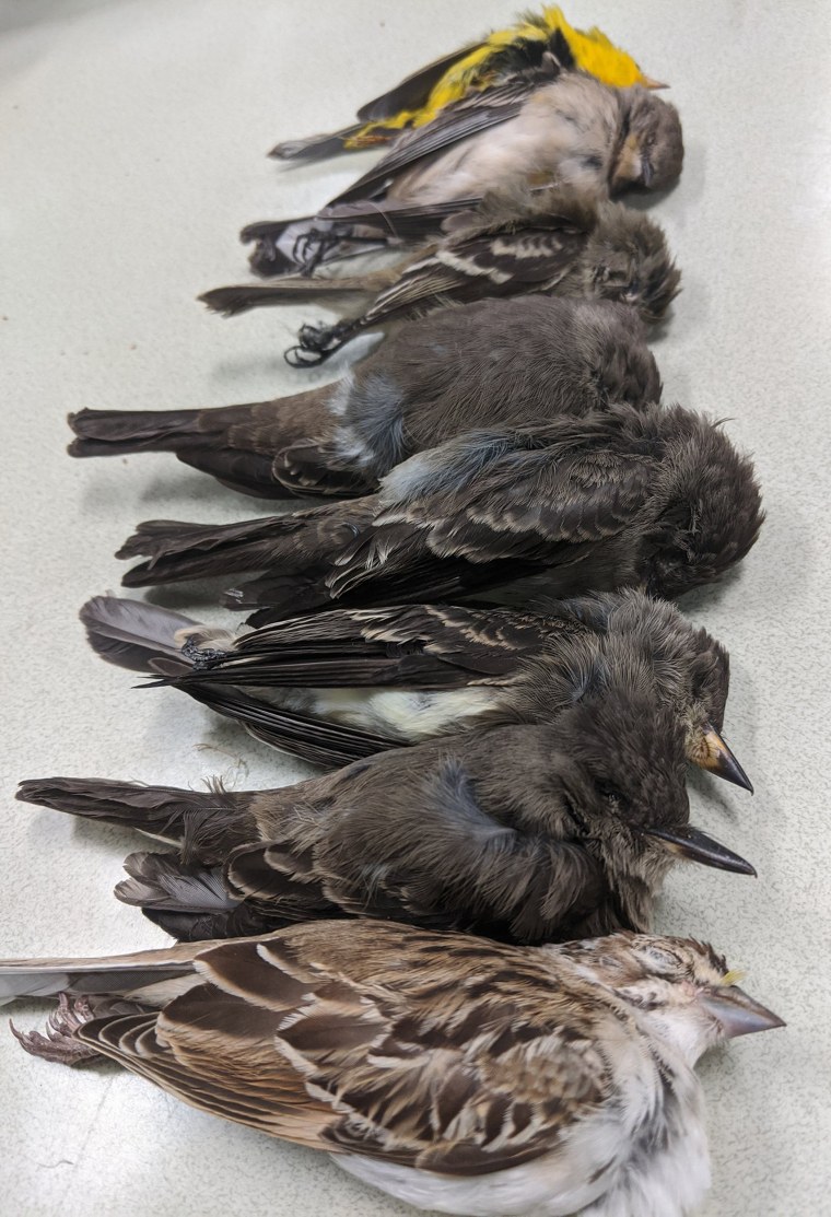 Birds in southern New Mexico that have mysteriously died.