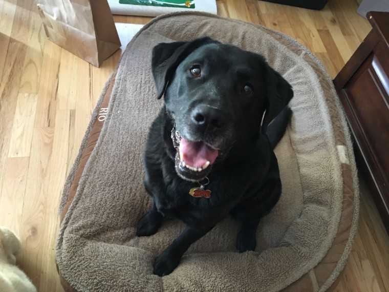 A black Labrador retriever smiles at the camera.