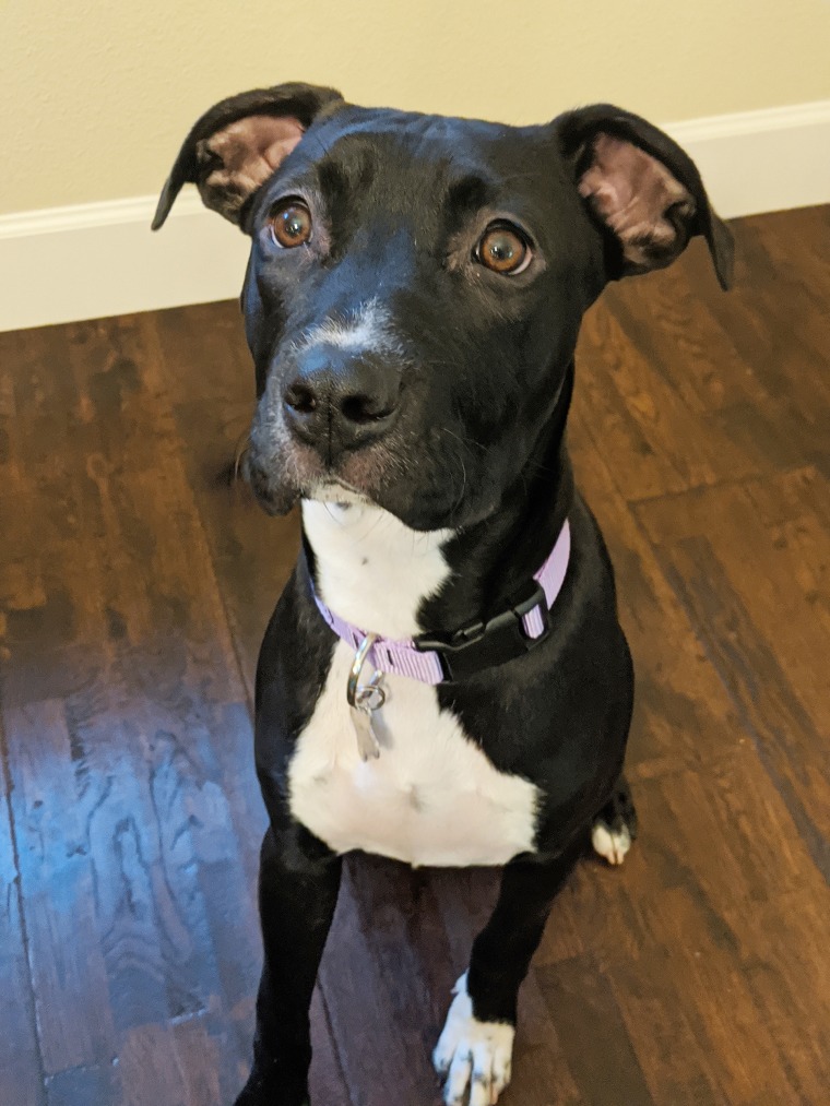 A pit bull mix named Josie sits inside.