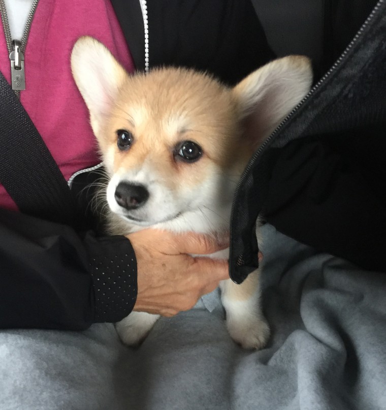 A corgi 