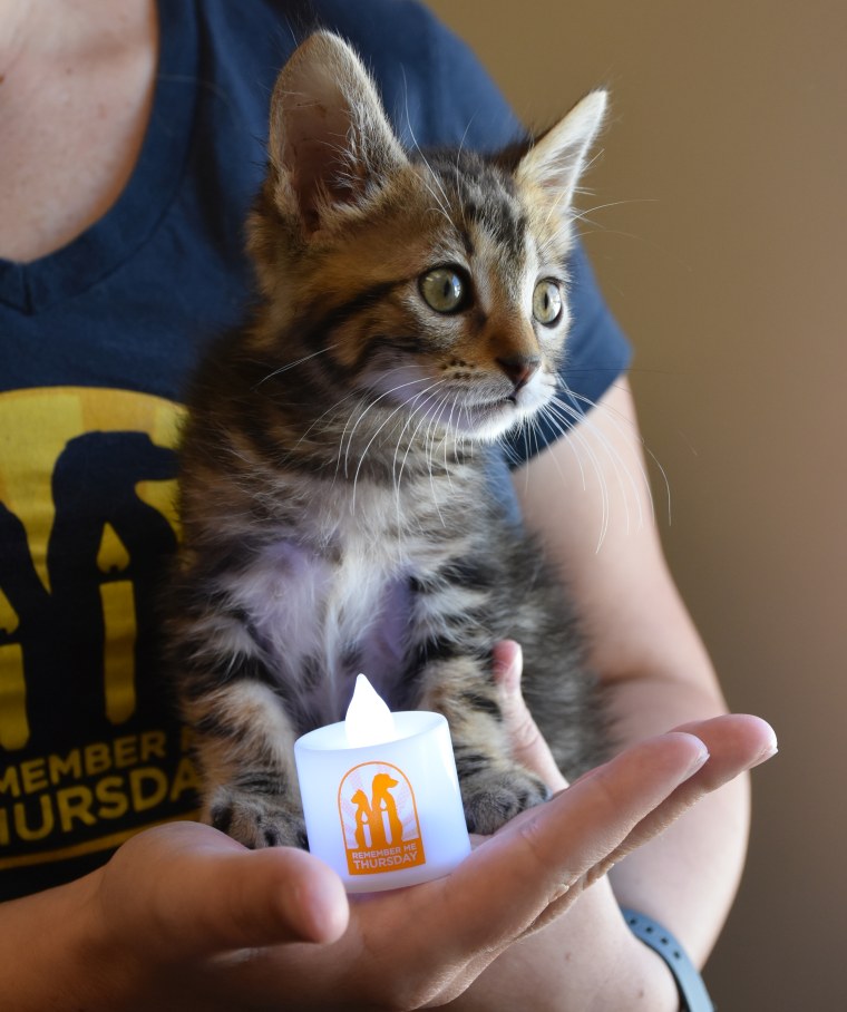A kitten poses next to a candle.