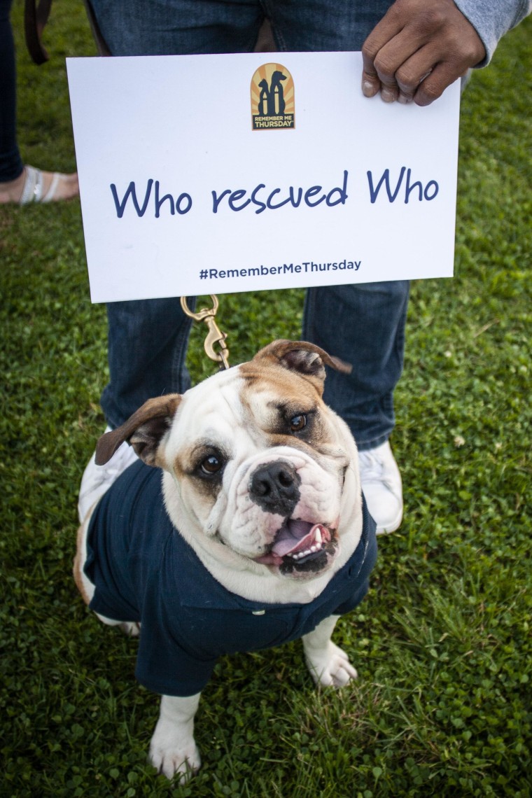 A bulldog smiles at a past Remember Me Thursday celebration.