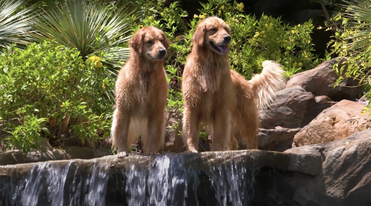 Woody and Lola, Jeff Franklin's dogs, are in the spotlight!