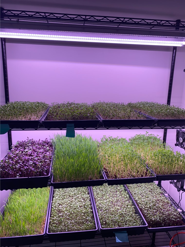 Makeup artist Claudia Lake and photographer Ben Kovin started growing microgreens during the pandemic. Now it's a thriving little farm in an urban jungle. 