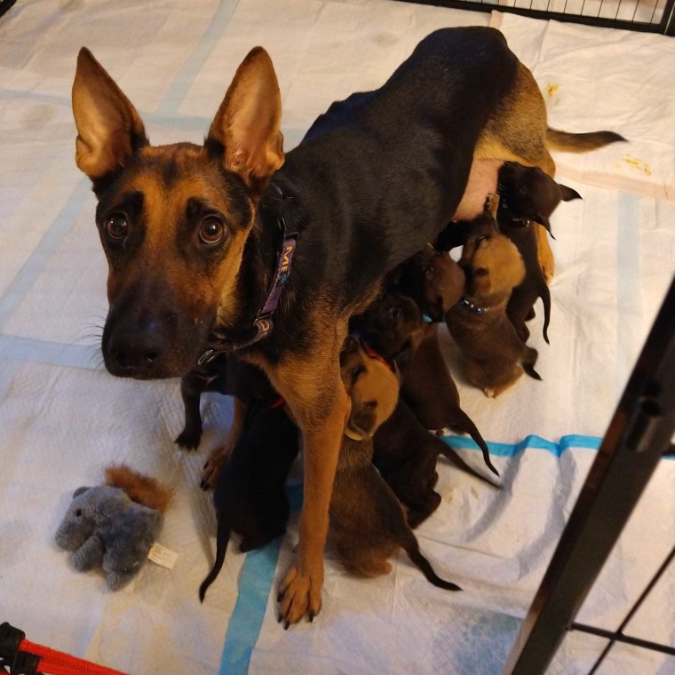 A dog and her puppies