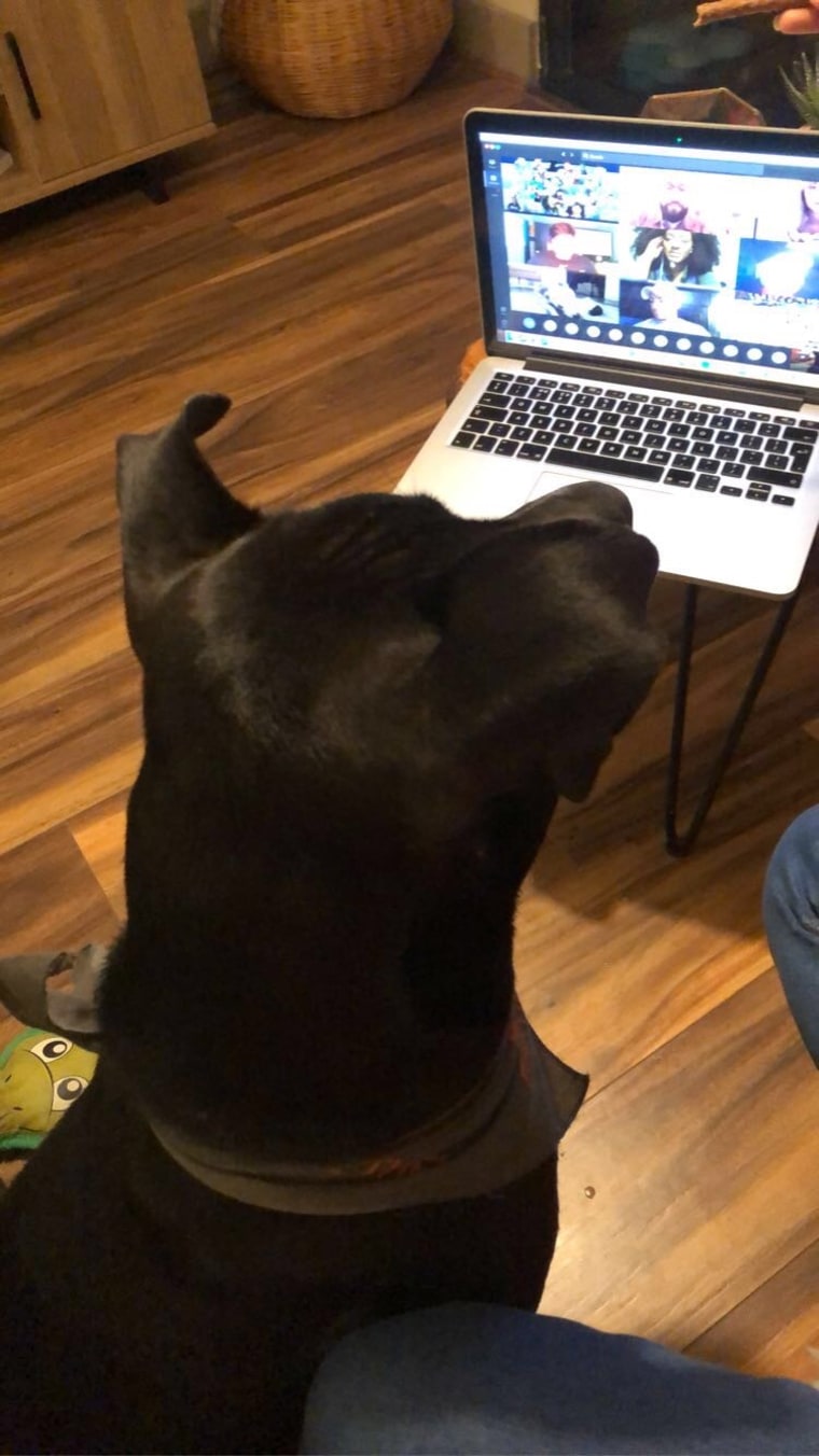 An alert dog watched a laptop screen.