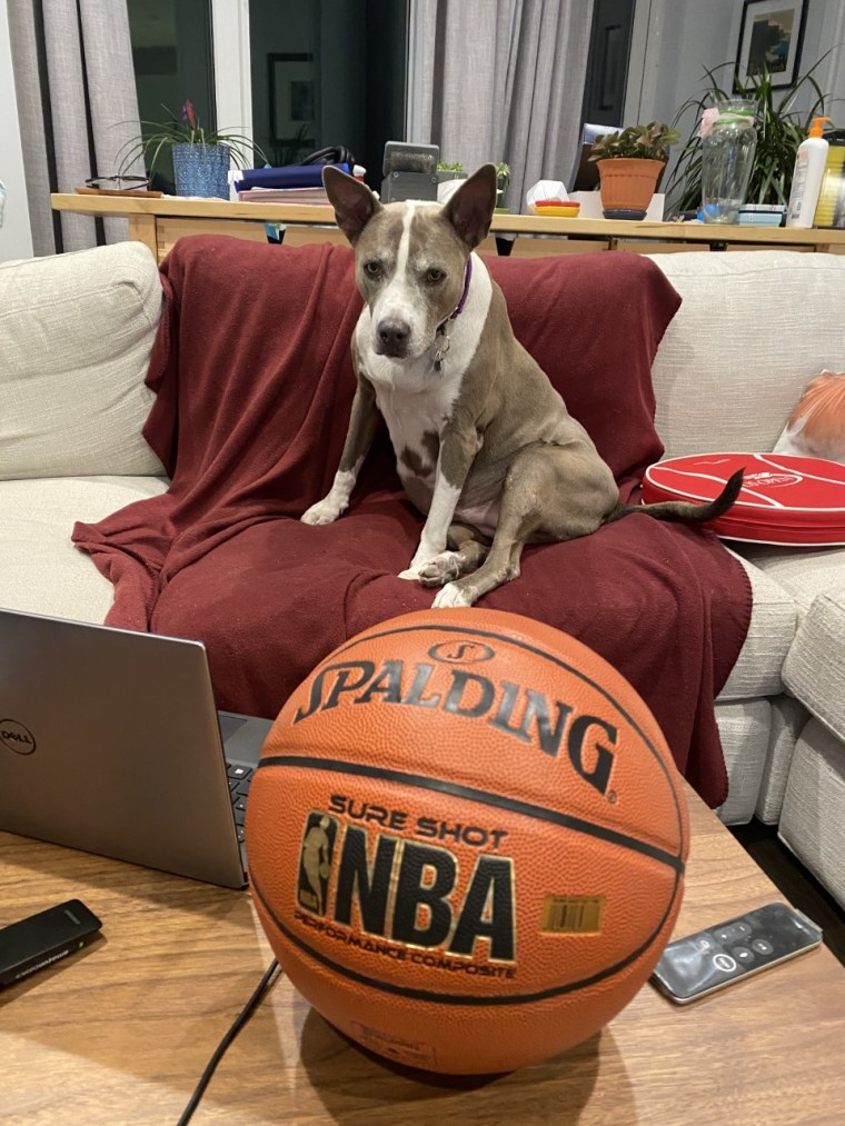 A pit bull sits near a TV and basketball.