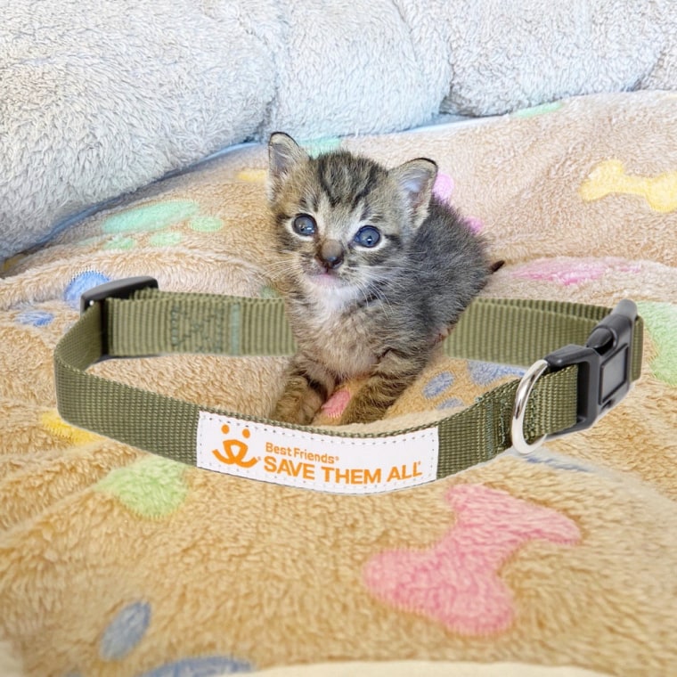 A tiny kitten sits near a large dog collar.