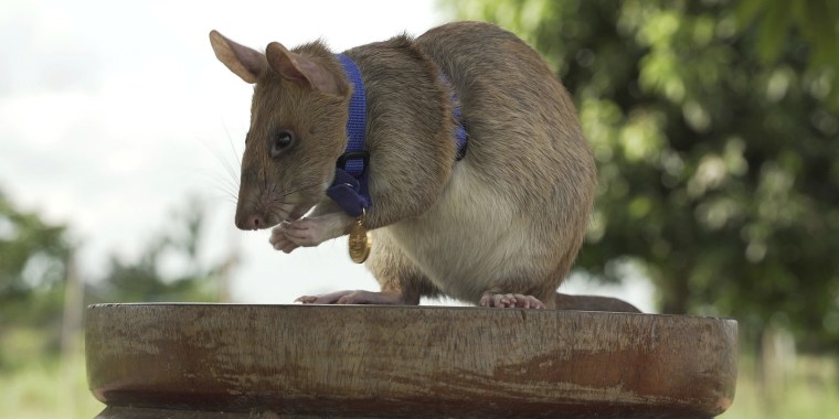 Cambodian landmine detection rat, Magawa