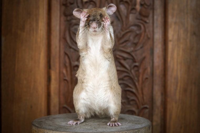 Cambodian landmine detection rat, Magawa