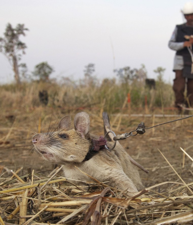 Cambodian landmine detection rat, Magawa