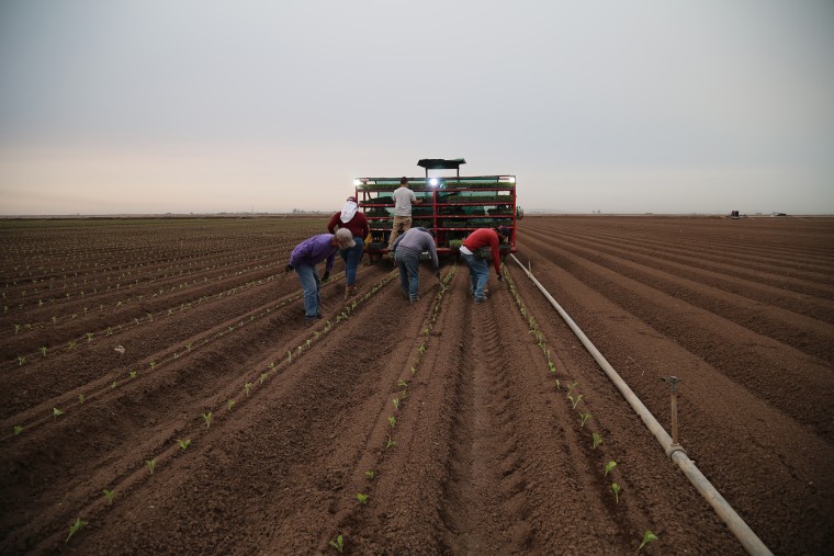 Field workers prepare the fields for growing melons.
