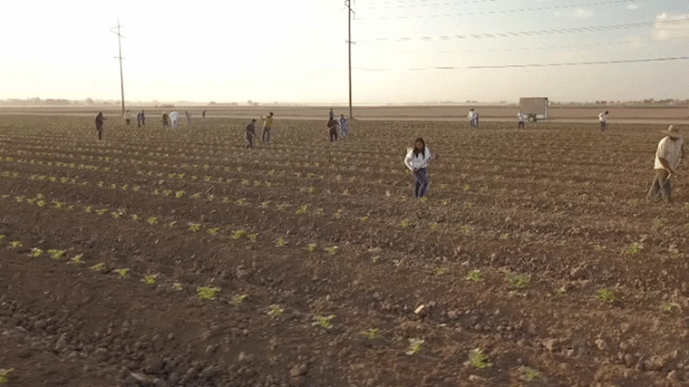 From the fields to the classroom: Inside the lives of . agriculture's  youngest workers