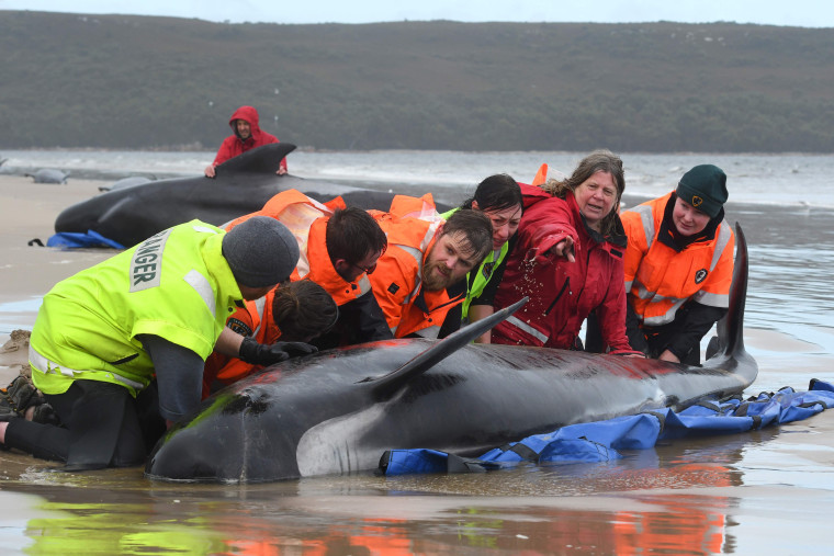 Image: Rescuers work to save a pod of whales stranded on a beach in Macquarie Harbour on the rugged west coast of Tasmania.