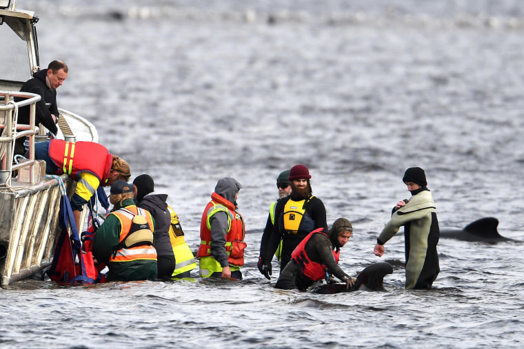 Image: Teams work to rescue hundreds of pilot whales that are stranded on a sand bar in Tasmania's Macquarie Harbour