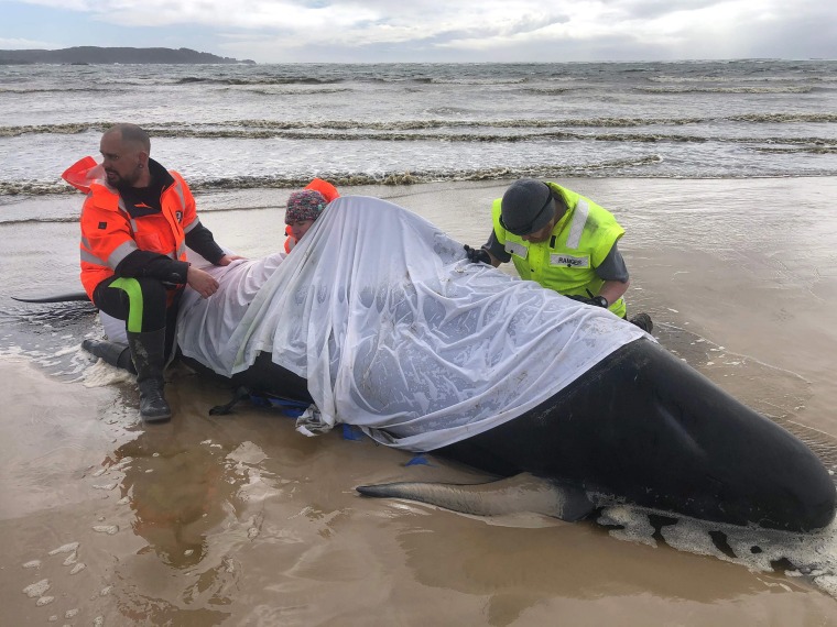 Image: People helping a whale in Macquarie Harbour on the rugged west coast of Tasmania, as hundreds of pilot whales have died in a mass stranding in southern Australia despite efforts to save them, with rescuers racing to free a few dozen survivors