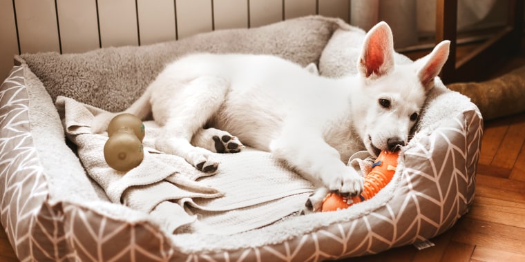 dog lying in dog bed with toy