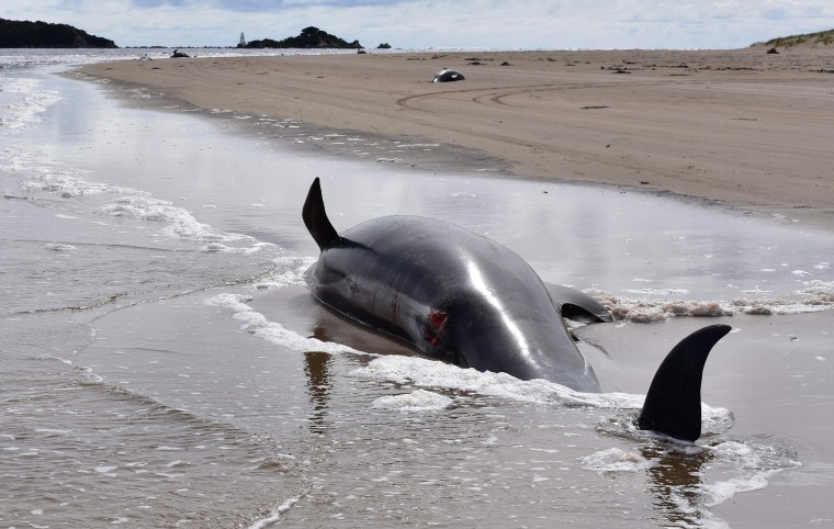 Image: A dead whale lays on a beach in Macquarie Harbour on the rugged west coast of Tasmania